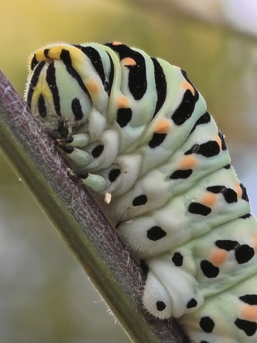 Old World Swallowtail