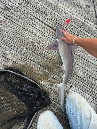 Carcharhinus plumbeus observed 2026-09-12