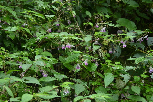 Impatiens tienmushanica