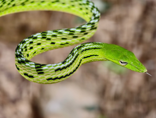 Oriental Whipsnake
