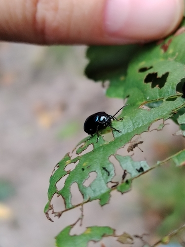 Alder Leaf Beetle