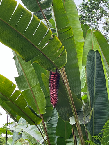 Heliconia mariae observed 2026-09-07