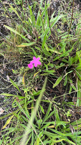 Dianthus armeria observed 2026-09-10
