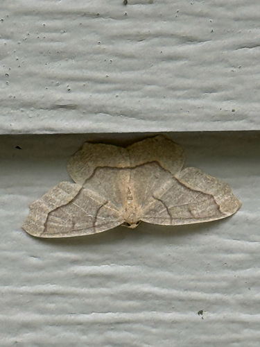 Hemlock Looper Moth