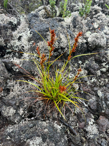 Morelotia gahniiformis observed 2026-09-10