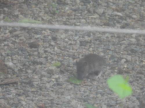 Rat photographed near here on 2026-05-27
