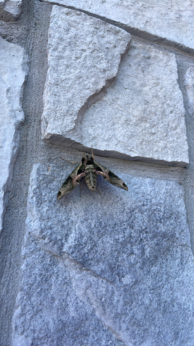 Pandorus Sphinx