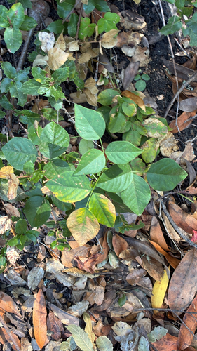 Rupertia physodes observed 2026-08-29