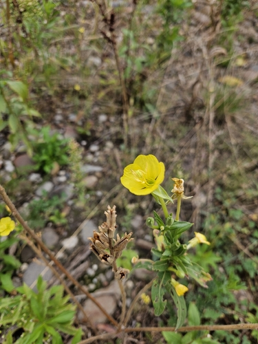 common evening-primrose