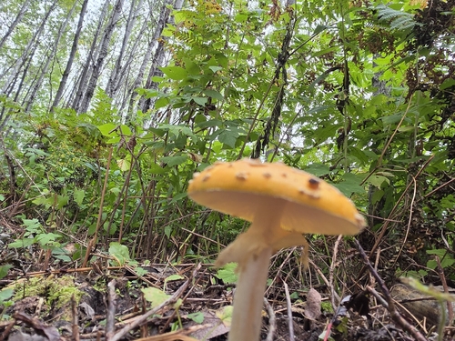 Fly Agaric
