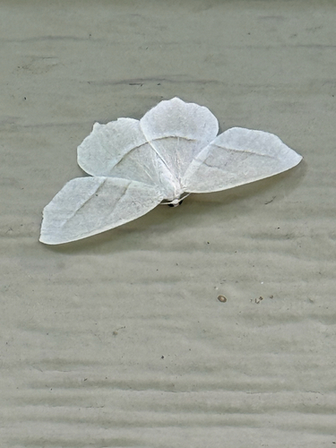 Pale Beauty