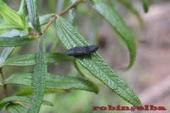 Lacon punctatus