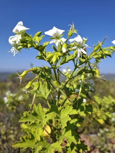 Pelargonium ribifolium, photograph 1