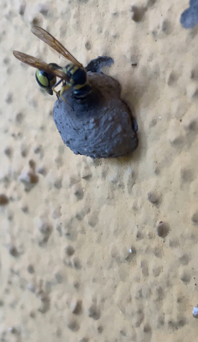 Mediterranean Potter Wasp