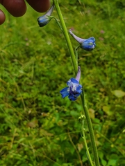 Delphinium carolinianum