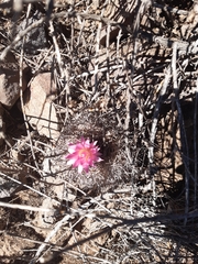 Eriosyce nigrihorrida