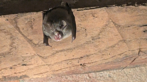 Lesser Horseshoe Bat
