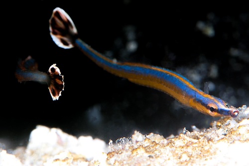 Black-sided pipefish (Doryrhamphus excisus) — Syngnathidae — 4