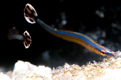 Bluestripe Pipefish photo 2