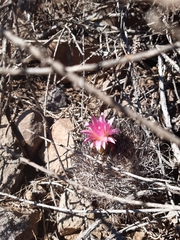 Eriosyce nigrihorrida