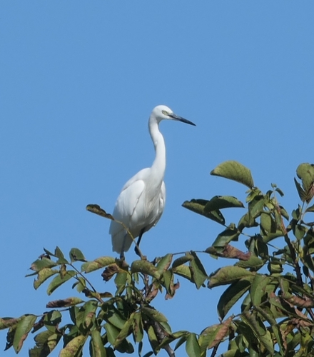 Little Egret