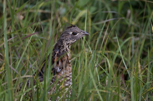 Ruffed Grouse