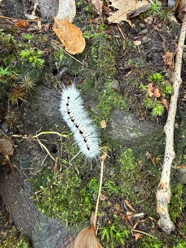 Hickory Tussock Moth