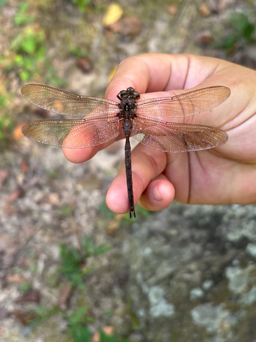 Fawn Darner