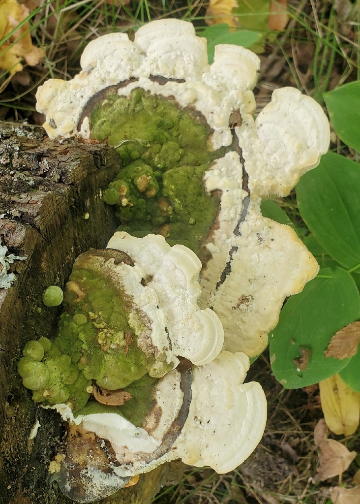Lumpy Bracket · September 2026 · photo: Photo: (c) earl woolsey, some rights reserved (CC BY) · iNaturalist