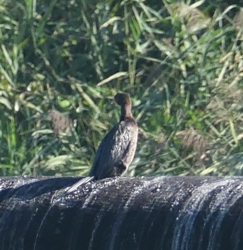 Pygmy Cormorant