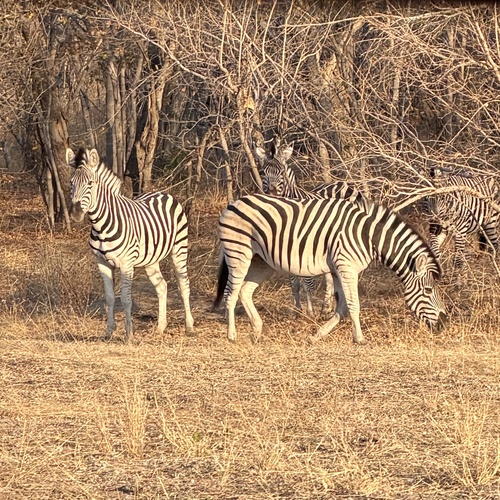 Plains Zebra