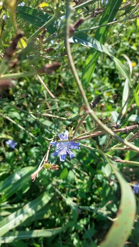 chicory