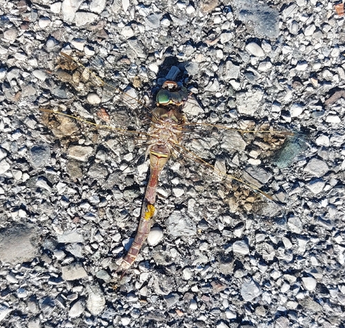 Lesser Emperor