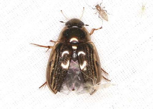 Tropisternus collaris