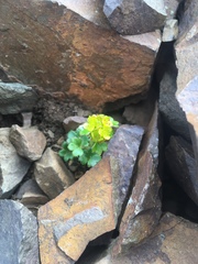 Chrysosplenium wrightii