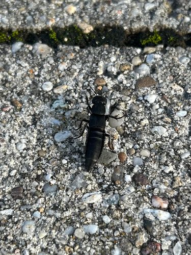 Devil's Coach Horse Beetle