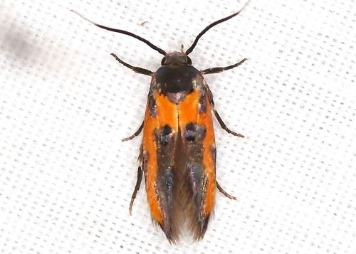 Kermes Scale Moth