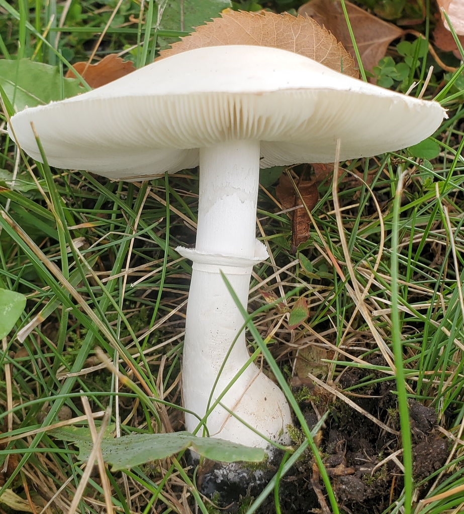 White Dapperling · September 2026 · photo: Photo: (c) earl woolsey, some rights reserved (CC BY) · iNaturalist