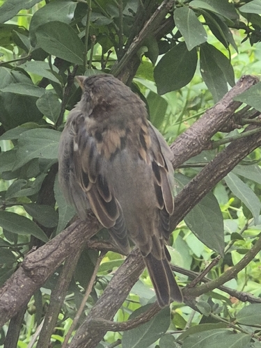 House Sparrow