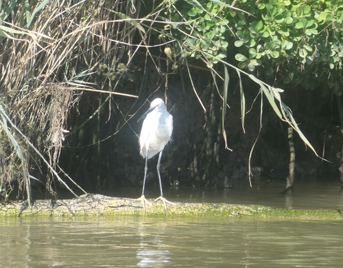 Little Egret