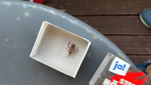 Western Conifer Seed Bug