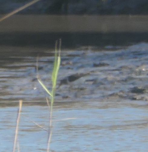 Common Sandpiper