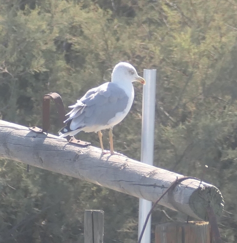 Yellow-legged Gull