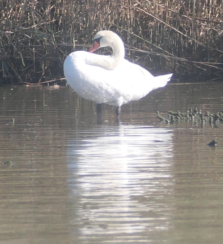 Mute Swan