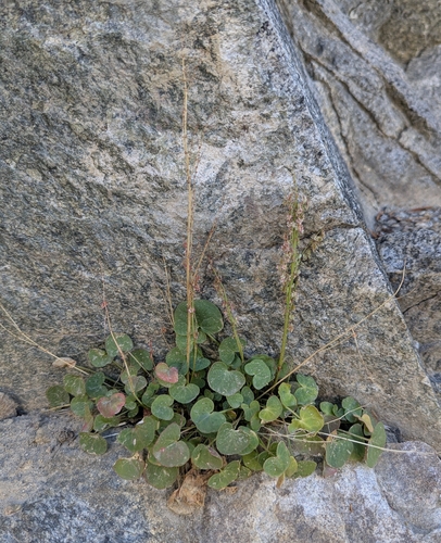 iNaturalist observation photo of alpine sorrel