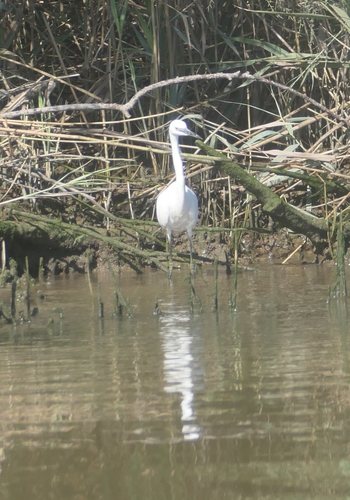 Little Egret