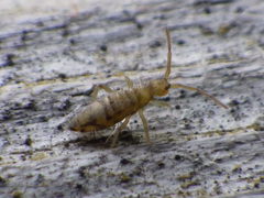 Entomobrya nivalis
