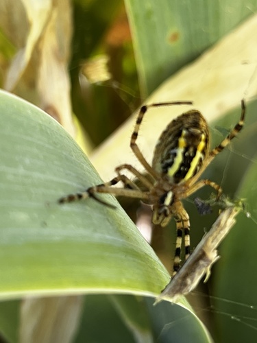 Wasp Spider
