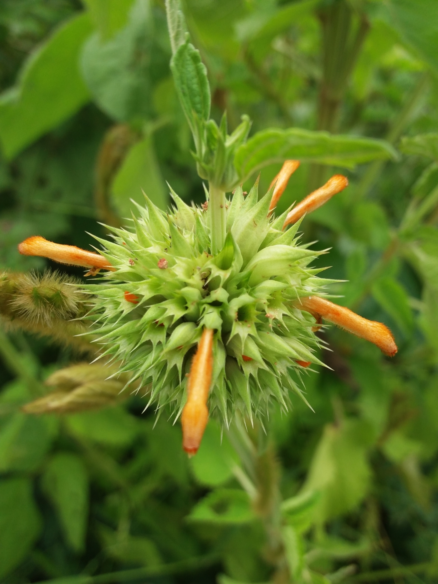 Leonotis nepetifolia