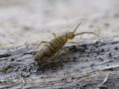 Entomobrya nivalis
